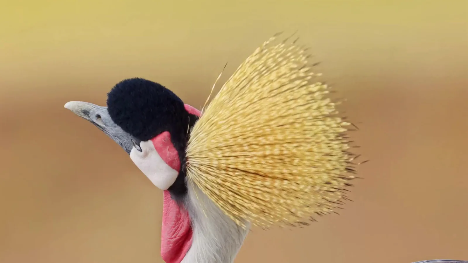 The Crane Consultancy
