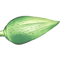 Bottom Left Decorative Element