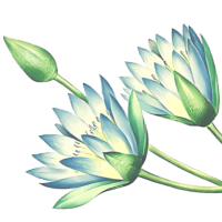 Bottom Right Decorative Element