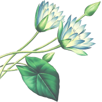 Top Left Decorative Element